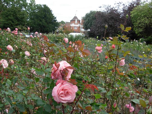 Rose Garden in Kilburn Grange Park